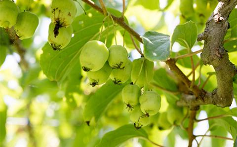 FT18-227 日本の極み　福島県玉川村産さるなしジュース10本セット