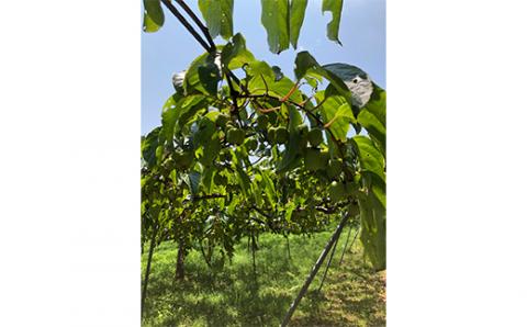 FT18-227 日本の極み　福島県玉川村産さるなしジュース10本セット