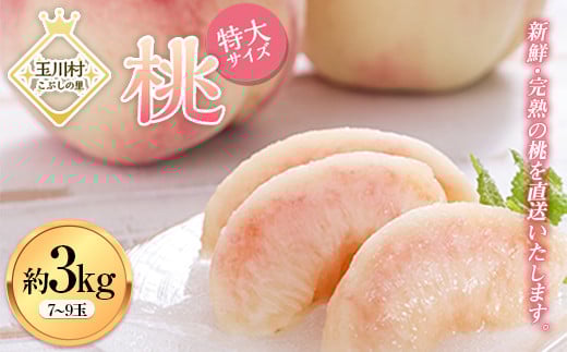 FT18-260 ＜先行予約＞ 令和7年産 【玉川村 こぶしの里】 契約栽培 桃 特大サイズ 約3kg（7～9玉） もも モモ 果物 フルーツ デザート