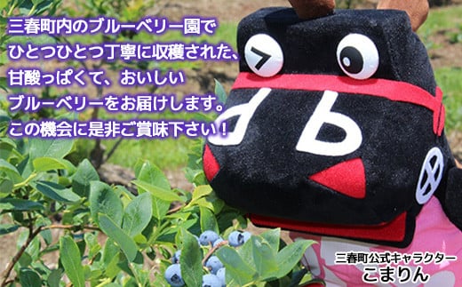 三春ブルーベリー 250g×2パック／計500g 【2026年6月下旬発送】【期間限定 三春町産 生ブルーベリー 大粒 冷蔵 福島県 三春町 三春ブルーベリー倶楽部 有機質肥料 果物 国産 フルーツ 果実 旬 お中元 夏 ギフト プレゼント 贈り物 贈答 自宅用】【07521-0133】