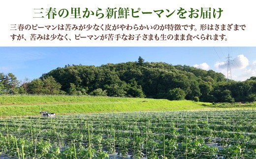 【先行予約】訳ありピーマン　1kg【2026年7月発送】　【07521-0140】