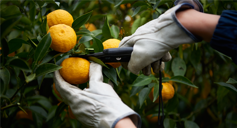 【薬膳のプロが監修！】YUZU HERB SOLT ゆずハーブソルト 2本【NARA-ROMA】楢葉町産【ゆず ハーブソルト 福島県 楢葉町 柚子 調味料 塩 ソルト 国産  柑橘調味料 特産品 粗塩 ローズマリー ブラックペッパー ギフト 母の日 父の日 スパイス クリスマス  贈り物】 2本（60g×2）