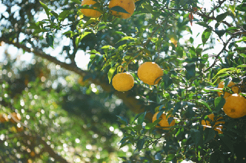 楢葉町産 ゆず香るアロマスプレー【NARA-ROMA】 【アロマ スプレー ギフト ゆず 香り ルームフレグランス ホームフレグランス ナチュラル オイル リラックス ルームスプレー インテリア用品 リフレッシュ セット 母の日 敬老の日 父の日 クリスマス プレゼント 贈り物 柚子】