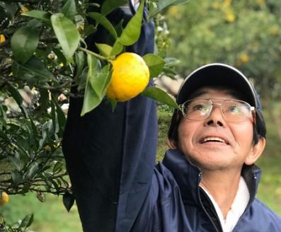ゆず酒 ならはのゆず里愛  柚子 果実酒 500ml 2本セット
