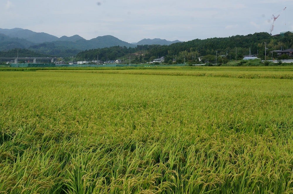 【限定20セット】「楢葉の風」 純米大吟醸 酒 うすにごり ・ 特別純米 酒 うすにごり セット 720ml 各1本