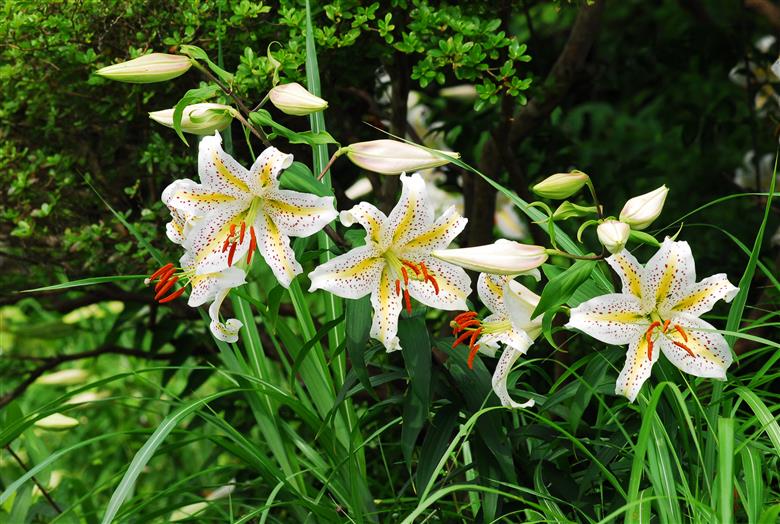 【返礼品なしの寄附】福島県楢葉町10,000円 ［福島県 福島 楢葉町 寄附 おうえん 応援 しえん 支援 応援寄付金 寄付のみ 返礼品なし 返礼品なしの寄付 10000円］