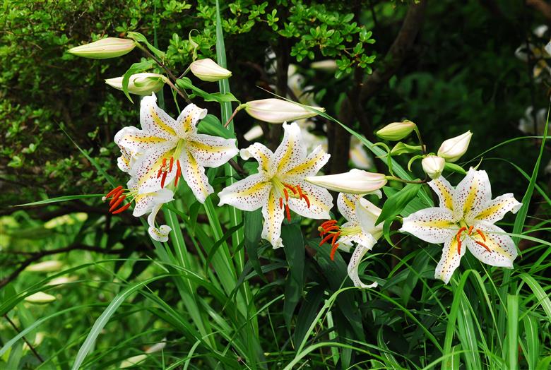 【返礼品なしの寄附】福島県楢葉町200,000円 ［福島県 福島 楢葉町 寄附 おうえん 応援 しえん 支援 応援寄付金 寄付のみ 返礼品なし 返礼品なしの寄付 200000円］