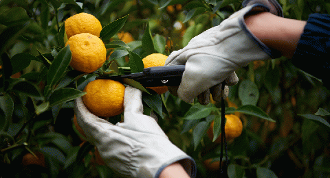 楢葉町産 ゆず香るアロマスプレー【NARA-ROMA】 【アロマ スプレー ギフト ゆず 香り ルームフレグランス ホームフレグランス ナチュラル オイル リラックス ルームスプレー インテリア用品 リフレッシュ セット 母の日 敬老の日 父の日 クリスマス プレゼント 贈り物 柚子】