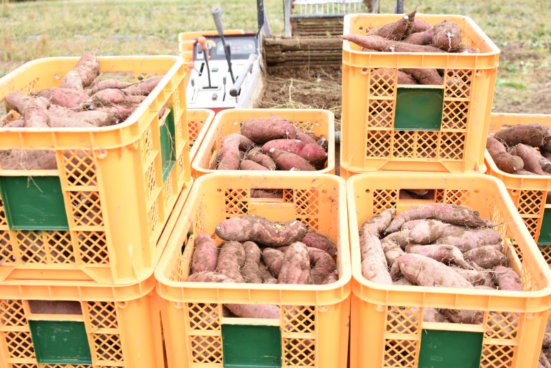 楢葉町の干し芋 8袋セット(120g×8袋) 014a056【干し芋 芋 甘い 福島 スイーツ 贈り物 お土産 おやつ 健康 美味しい おすすめ ねっとり しっとり 福島 母の日 父の日 敬老の日 お盆 クリスマス 誕生日 正月 年末年始 お祝い ギフト 贈り物 プレゼント】