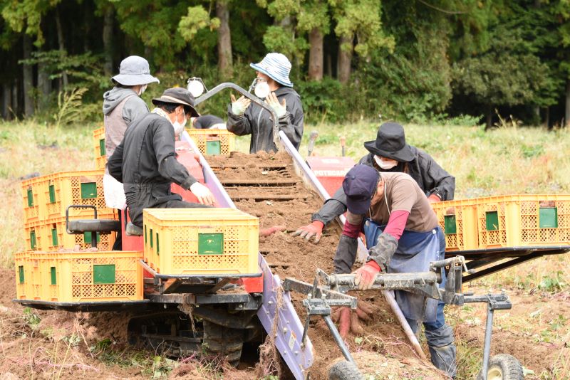 楢葉町の干し芋 8袋セット(120g×8袋) 014a056【干し芋 芋 甘い 福島 スイーツ 贈り物 お土産 おやつ 健康 美味しい おすすめ ねっとり しっとり 福島 母の日 父の日 敬老の日 お盆 クリスマス 誕生日 正月 年末年始 お祝い ギフト 贈り物 プレゼント】
