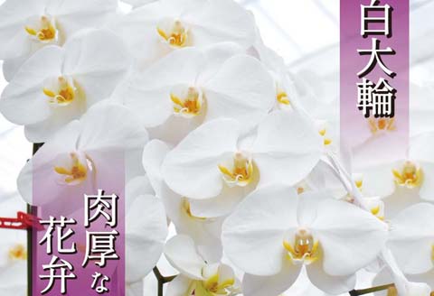 【４月発送分】コチョウラン5本立て【鴻巣花き市場品評会で最高賞受賞】