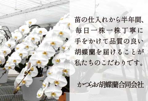 【６月発送分】コチョウラン３本立て【鴻巣花き市場品評会で最高賞受賞】