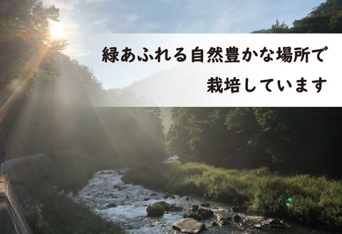 葛尾村産菌床しいたけ1kg