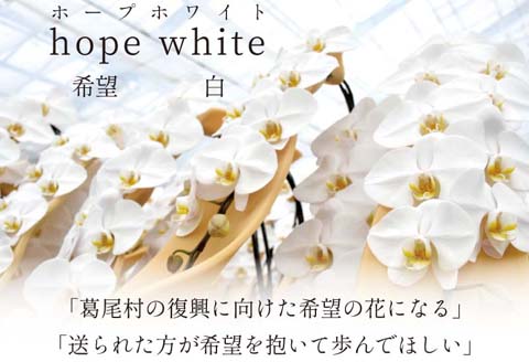 【9月発送分】コチョウラン5本立て【鴻巣花き市場品評会で最高賞受賞】
