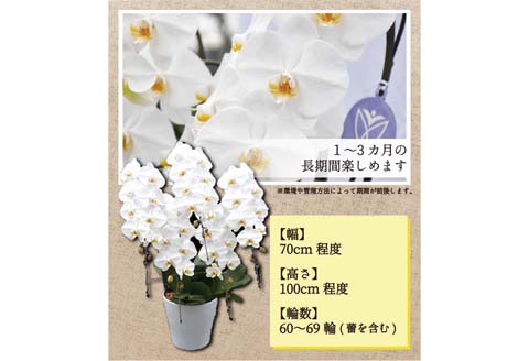 【４月発送分】コチョウラン5本立て【鴻巣花き市場品評会で最高賞受賞】