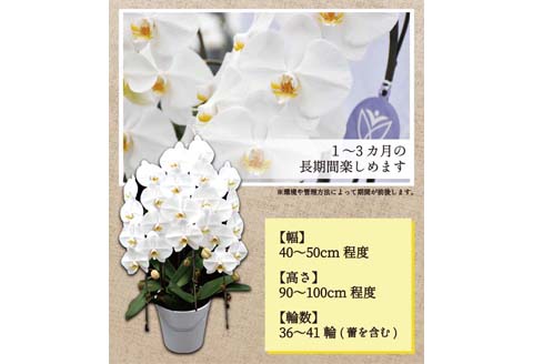 【10月発送分】コチョウラン３本立て【鴻巣花き市場品評会で最高賞受賞】