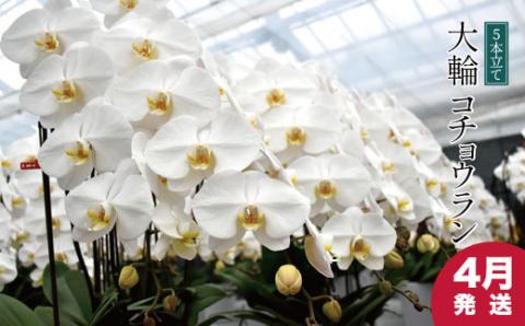 【４月発送分】コチョウラン5本立て【鴻巣花き市場品評会で最高賞受賞】