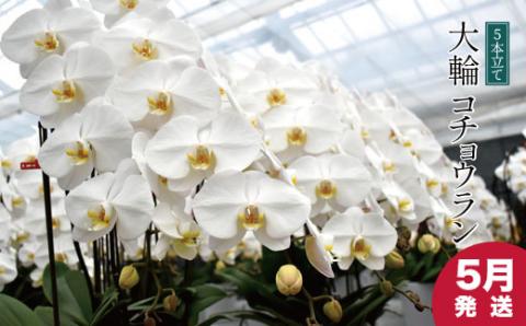 【５月発送分】コチョウラン5本立て【鴻巣花き市場品評会で最高賞受賞】