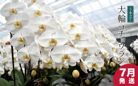 【７月発送分】コチョウラン5本立て【鴻巣花き市場品評会で最高賞受賞】