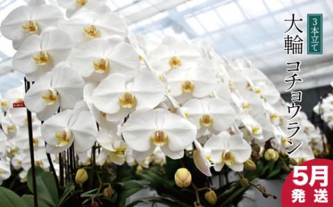 【５月発送分】コチョウラン３本立て【鴻巣花き市場品評会で最高賞受賞】