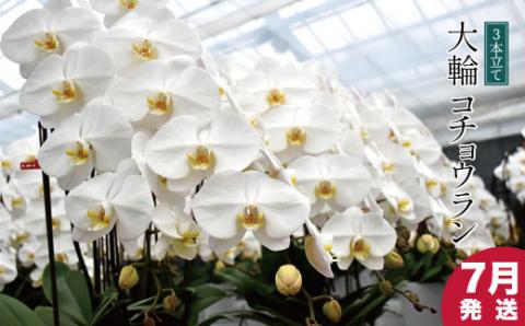 【７月発送分】コチョウラン３本立て【鴻巣花き市場品評会で最高賞受賞】