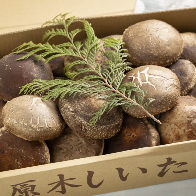 原木生しいたけ 約1kg・肉厚【配送不可地域：離島・沖縄県】