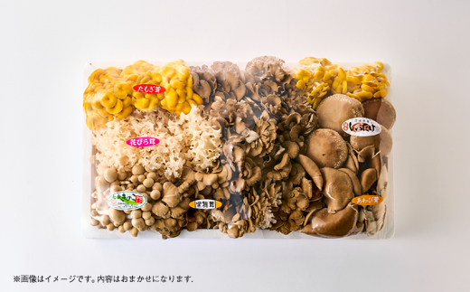 茨城県城里町産 きのこの詰め合わせ Lサイズ 約2kg【配送不可地域：離島・沖縄県】