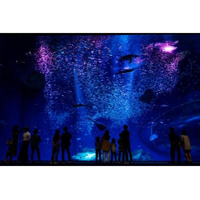 アクアワールド茨城県大洗水族館　年間パスポート+パスケース　小中学生1枚【配送不可地域：離島・沖縄県】