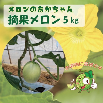 【加工用】茨城県鉾田市産 摘果メロン(子メロン)約5kg【配送不可地域：離島・沖縄県】