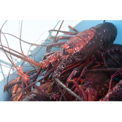 常陸乃国いせ海老 1尾(600～700g) 冷凍【配送不可地域：離島・沖縄県】