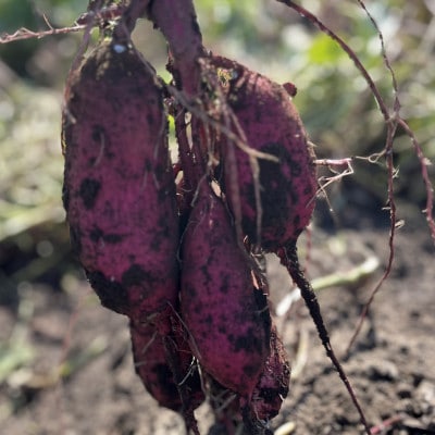 【先行受付・11月下旬～発送】(訳あり)茨城県産 熟成貯蔵 さつまいも 紅はるか 土付5kg(箱込)【配送不可地域：離島・沖縄県】