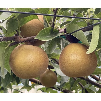 【数量限定!】桧山果樹園の茨城県ブランド梨　恵水3kg【配送不可地域：離島・沖縄県】