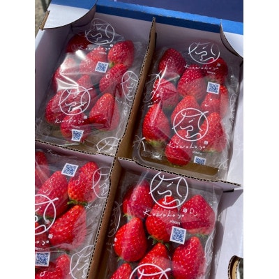 【2026年1月より順次発送予定】風早いちご園 とちおとめ レギュラー 250g×12パック【配送不可地域：離島・北海道・沖縄県】