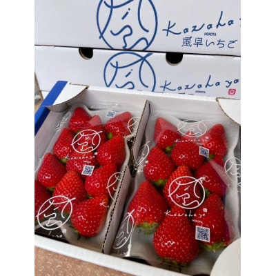 【2026年1月順次発送】風早いちご園 とちおとめ 特選デラックス 4パック【配送不可地域：離島・北海道・沖縄県】