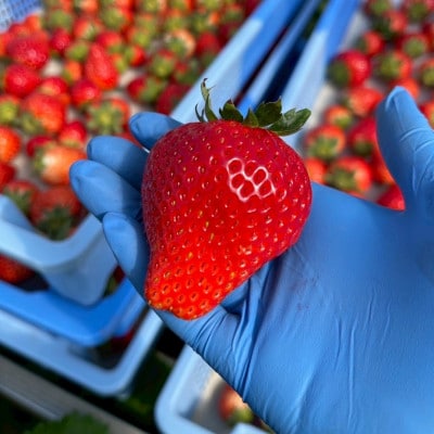 【2026年1月より順次発送予定】風早いちご園 とちおとめ エクセレント 1箱(12粒or15粒)【配送不可地域：離島・北海道・沖縄県】