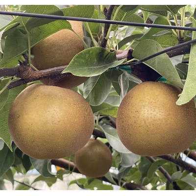 【先行受付】2026年9月順次発送 桧山果樹園 茨城県 ブランド梨 恵水5kg【配送不可地域：離島・沖縄県】