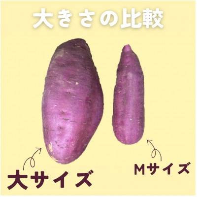 茨城県産 紅まさり・大(1箱約4～6本入り×2箱セット)1本800g以上!【配送不可地域：離島・沖縄県】