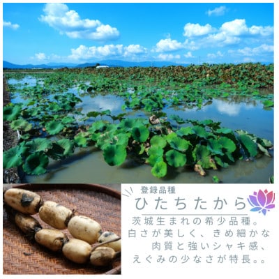 【茨城県産】掘りたてれんこん 計2kg【配送不可地域：離島・沖縄県】