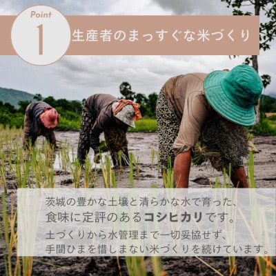 【茨城県産】2025年新米 茨城県産 コシヒカリ米(精米)5kg【配送不可地域：離島・沖縄県】