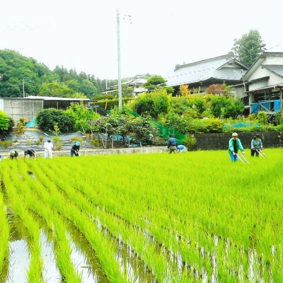 令和7年産新米 アミーゴ米2kg(コシヒカリ・天日干し)【自然の力　栽培期間中農薬・化学肥料不使用】【配送不可地域：離島・沖縄県】