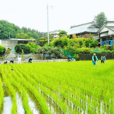 令和7年産新米 アミーゴ米5kg(コシヒカリ・天日干し)【自然の力　栽培期間中農薬・化学肥料不使用】【配送不可地域：離島・沖縄県】