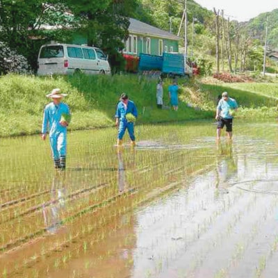 令和7年産新米 アミーゴ米3kg(コシヒカリ・天日干し米(1年目))栽培期間中農薬・化学肥料不使用【配送不可地域：離島・沖縄県】
