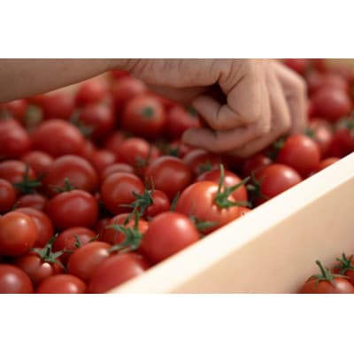 フルーツトマト1kg【配送不可地域：離島・沖縄県】