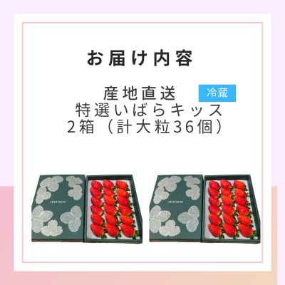 茨城県産いちご 茨城県オリジナル品種【特選いばらキッス】 計36粒(2箱)大粒・厳選 濱野いちご園【配送不可地域：離島・北海道・沖縄県・中国・四国・九州】