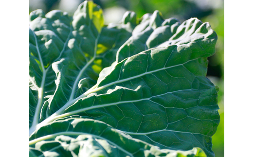 ベルファームの冷凍有機青汁百 茨城県産ケール100% 100g×30袋 【離島・沖縄配送不可】【配送不可地域：離島・沖縄県】