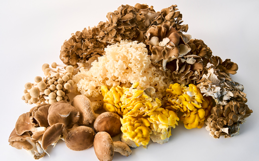 きのこの詰め合わせ　M(約1500g)【配送不可地域：離島・沖縄県】