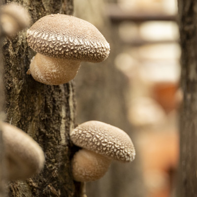 原木生しいたけ 約1kg・肉厚【配送不可地域：離島・沖縄県】
