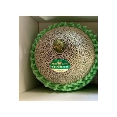 【先行受付】令和8年5月順次発送 茨城県オリジナル品種!! イバラキング 4L～5L・1玉 数量限定【配送不可地域：離島・沖縄県】