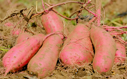 べにはるか平切り320g×3袋【配送不可地域：離島・沖縄県】