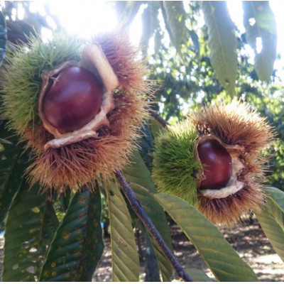 万羊羹飯沼MEIMEI 1箱(45g×3個入り)【配送不可地域：離島・沖縄県】